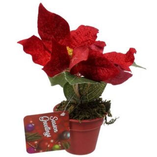 PLANTA DE PASCUA 18 CM